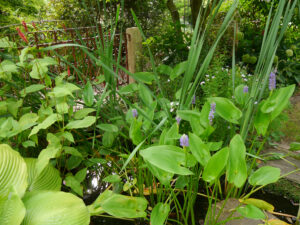Pontederia cordata, Hechtkraut am Teichufer im Garten Höing
