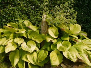 Eine Lieblings-Hosta 'Sum And Substance' von Beate Höing