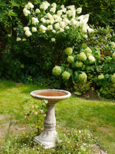 Hydrangea 'Annabell' und 'Limelight' im Garten Beate Höing