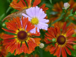 Im Cottage Garden des Schaugartens Ulbrich