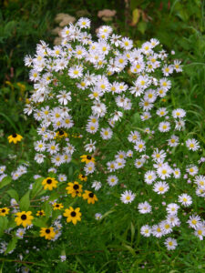 Der Cottage  Garden im Schaugarten Ulbrich