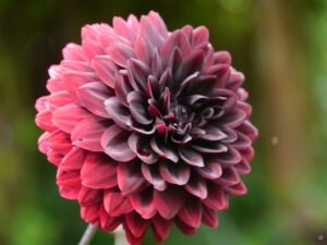 Dahlia 'Arabian Night', Garten Ulbrich