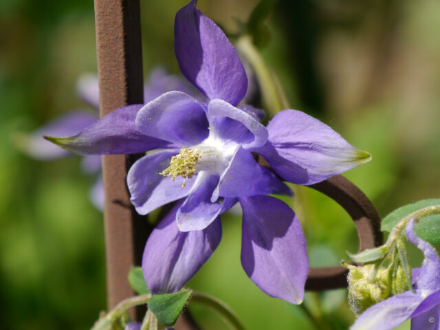 Akelei Rose Barlow - Aquilegia vulgaris Rose Barlow 25 zaden