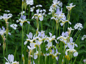 Iris 'Sibirica Summer Sky', Wiesenschwertlilie, im Garten Brigitte Bergschneider, Paderborn