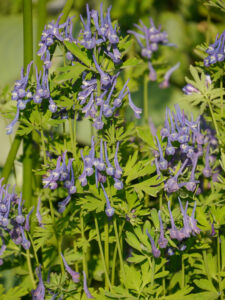 Corydalis x 'Korn's Purple', GARTEN BRIGITTE BERGSCHNEIDER