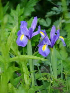 Iris holandica im Garten Brigitte Bergschneider, Paderborn