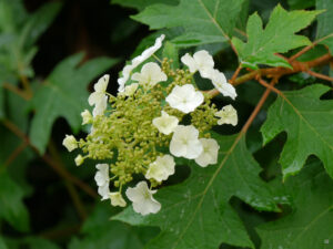 Hydrangea quercifolia, Eichblatthortensie, im Schaugarten des Landgasthauses Bibelskirch