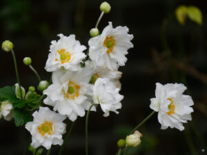Anemone japonica 'Whirlwind' im Schaugarten des Landgasthofs Bibelskirch