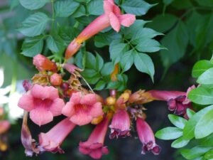 Campsis radicans 'Madame Galen' im Schaugarten des Landgasthauses Bibelskirch