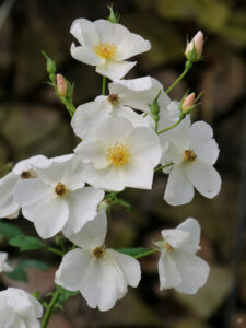 Rosa 'Nevada', Landgasthof Bibelskirch