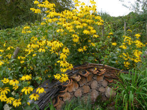 Rudbeckia nitida 'Herbstsonne', Fallschirm Sonnenhut, mit Insektenhotel im Landgasthof Bibelskirch