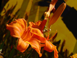 Hemerocallis im Schaugarten des Landgasthauses Bibelskirch