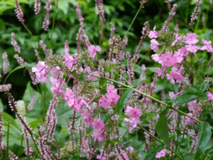 Persicaria und Phlox im Schaugarten des Landgasthauses Bibelskirch