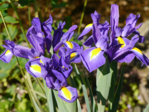 Iris hollandica im Wassergarten Meinhard