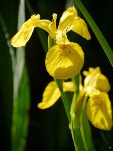 Iris pseudacorus, gelbe Sumpfschwertlilie, WASSERGARTEN MEINHARD
