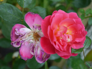 Rosa 'Milhem Pemberton', Wurzerlsgarten