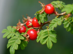 Hagebutten von Rosa omeiensis var. pteracantha, Stacheldrahtrose, Wurzerlsgarten