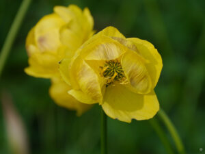 Trollius x cultorum 'Lemon Queen', Staudengärtnerei Mühring