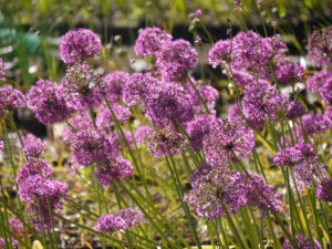 Es ist Allium-Zeit in der Gärtnerei Mühring, Ende Mai.