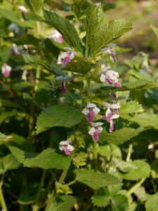 Melittis melissophyllum, Immenblatt, Gärntnerei Mühring