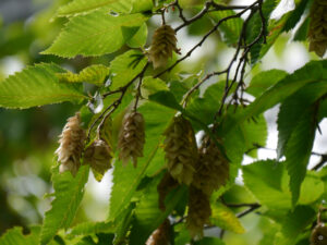 Ostrya carpinifolia, Hopfenbuche im Gehölzgürtel des Hermannhofes