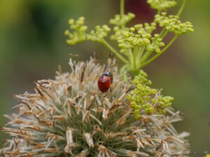 Auf einer Echinops-Samenkugel hat der Marienkäfer im Hermannshof einen guten Überblick.