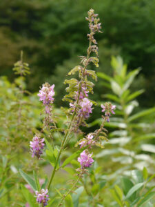 Desmodium canadense, Kanadischer Wandelklee, Präriepflanzen aus der Apotheke Manitous im Hermannshof Weinheim