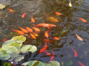 Goldfischteich im GARTEN JOKE BLOEM