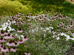 Euphorbia hypericifolia 'Glitz', Echinacea purpurea 'Conetto Melon', Impatiens x hybrida 'SunPatiens ® Compact Weiß', Maxipark Hamm