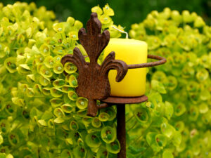 Euphorbia characias ssp. wulfenii, Mittelmeer-Wolfsmilch, Erna de Wolff