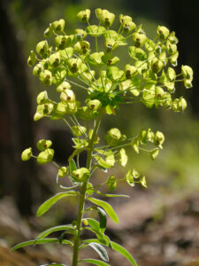 Euphorbia amygdaloides subsp. robbiae (Turrill) Stace, Yazili Kanyon Tabiat Parki