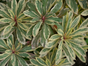 Euphorbia amygdaloides 'Frosted Flame', Garten Anne Repnow