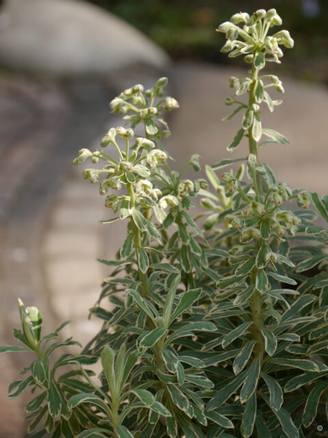 Euphorbia characias sp. wulfenii 'Silver Swan',  Wurzerlsgarten