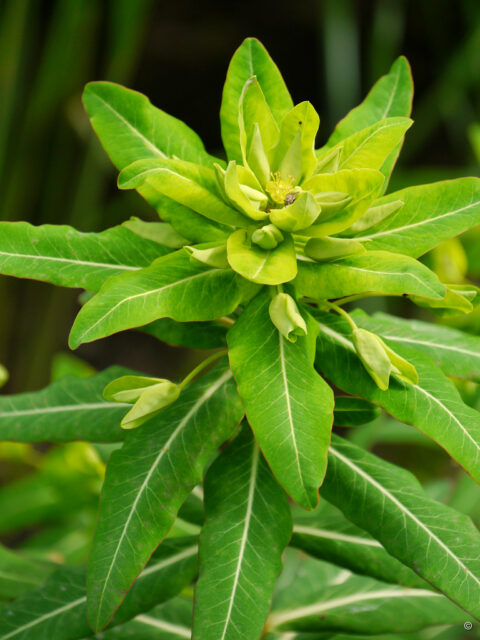 Euphorbia cornigera 'Goldener Turm', Hohe Wolfsmilch, Weihenstephan