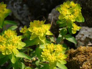 Euphorbia epithymoides, Leuchtendgelbe Wolfsmilch, Bot. Garten München