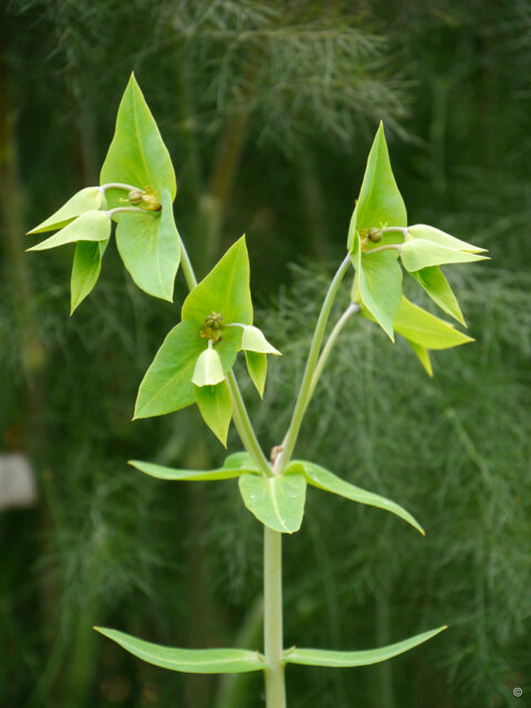 Euphorbia lathyris, Kreuzblättrige Wolfsmilch, Aleida Zuch