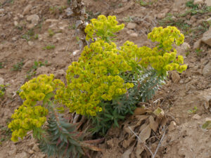 Euphorbia macroclada Boiss, Bucak im Taurus