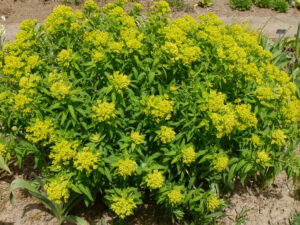Blüte von Euphorbia palustris 'Walenburg's Glorie', Sumpf- Wolfsmilch, Weihenstephan
