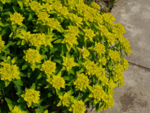 Euphorbia epithymoides 'Major', Bunte Wolfsmilch, Bot. Garten München