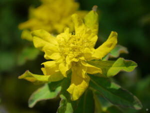 Euphorbia epithymoides, Leuchtendgelbe Wolfsmilch, Wurzerlsgarten