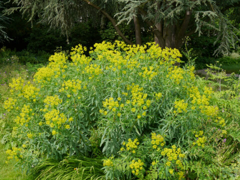Euphorbia sarawschania, Zeravshan-Wolfsmilch, Hermannshof Weinheim