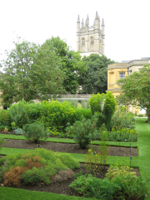 Botanischer Garten Oxford, Euphorbien-Aufpflanzung