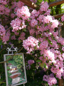 Rhododendron 'Scintillation', GARTEN IHLERS