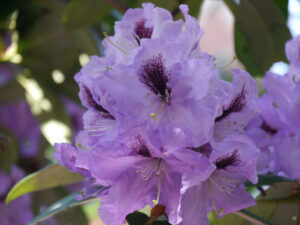 Rhododendron `Arthur Bedford`, GARTEN IHLERS