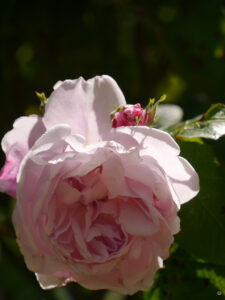 Rosa 'Constance Spry' im Kitchen Garden des Gartens Ihler