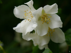 Philadelphus 'Belle Etoile', GARTEN DIDDENS