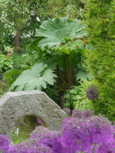 Gunnera und Allium am Teich im Garten Diddens