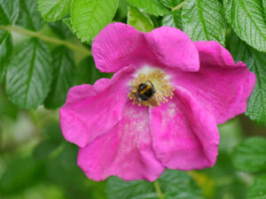 Rosa rugosa, Wildrose im Garten Diddens