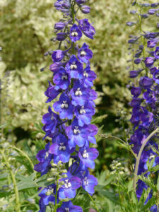 Delphinium aus Samenmischung