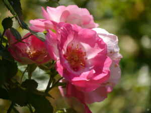 Rosa 'Rosa Eyes only', im Teichbeet von Wurzerlsgarten